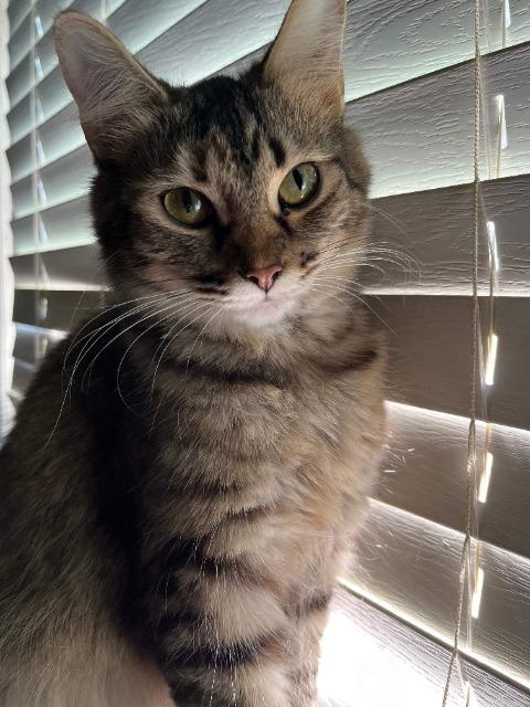 Enlarge Aurora, a Adoptable mixed breed in Blountville, TN image 6/6