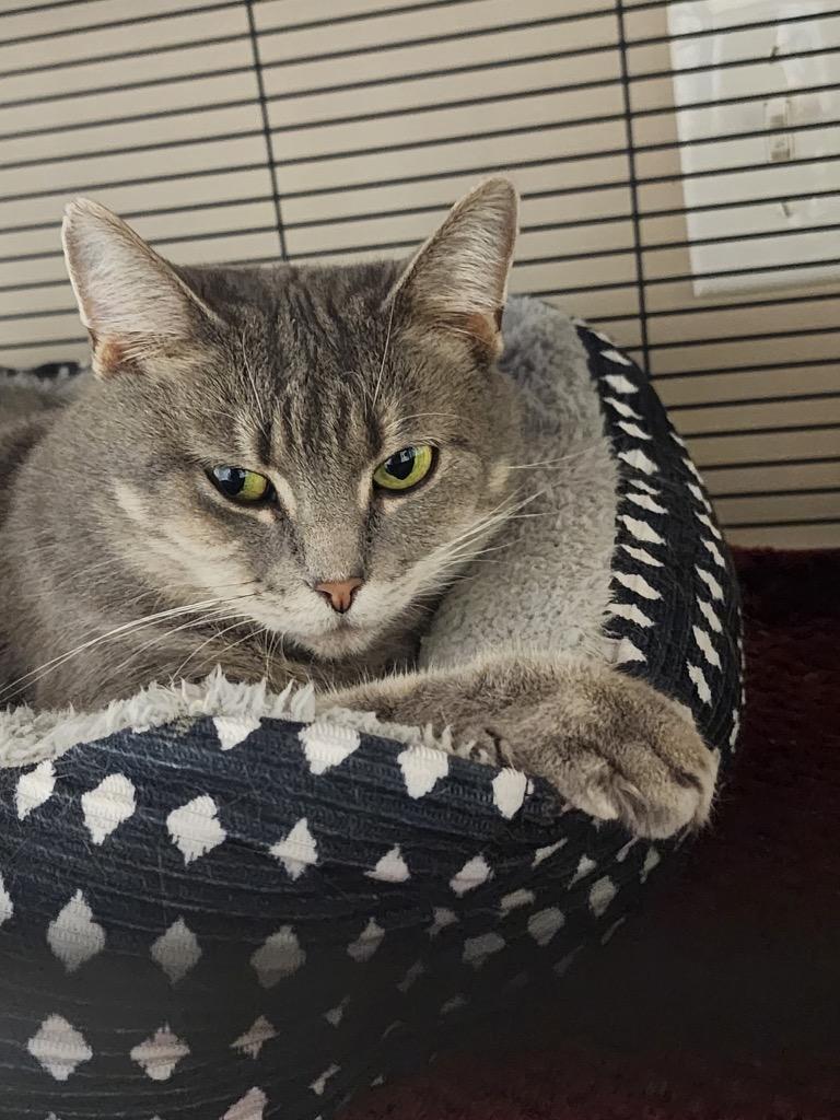 Enlarge Aurora, a Adoptable mixed breed in Blountville, TN image 6/6