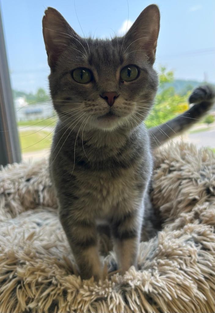 Aurora, a Adoptable mixed breed in Blountville, TN image 6/6