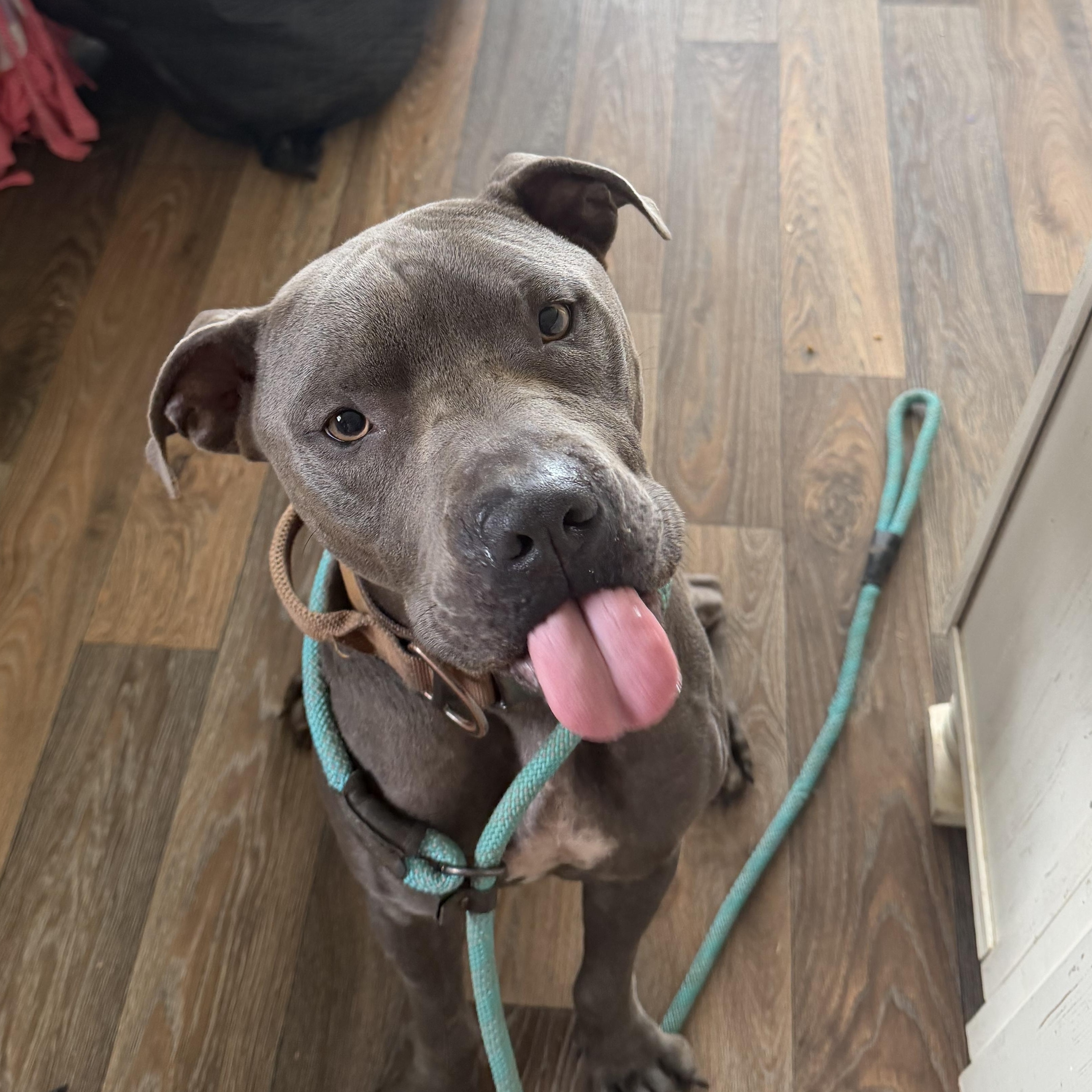 Enlarge Cricket, a Adoptable mixed breed in Woburn, MA image 1/6