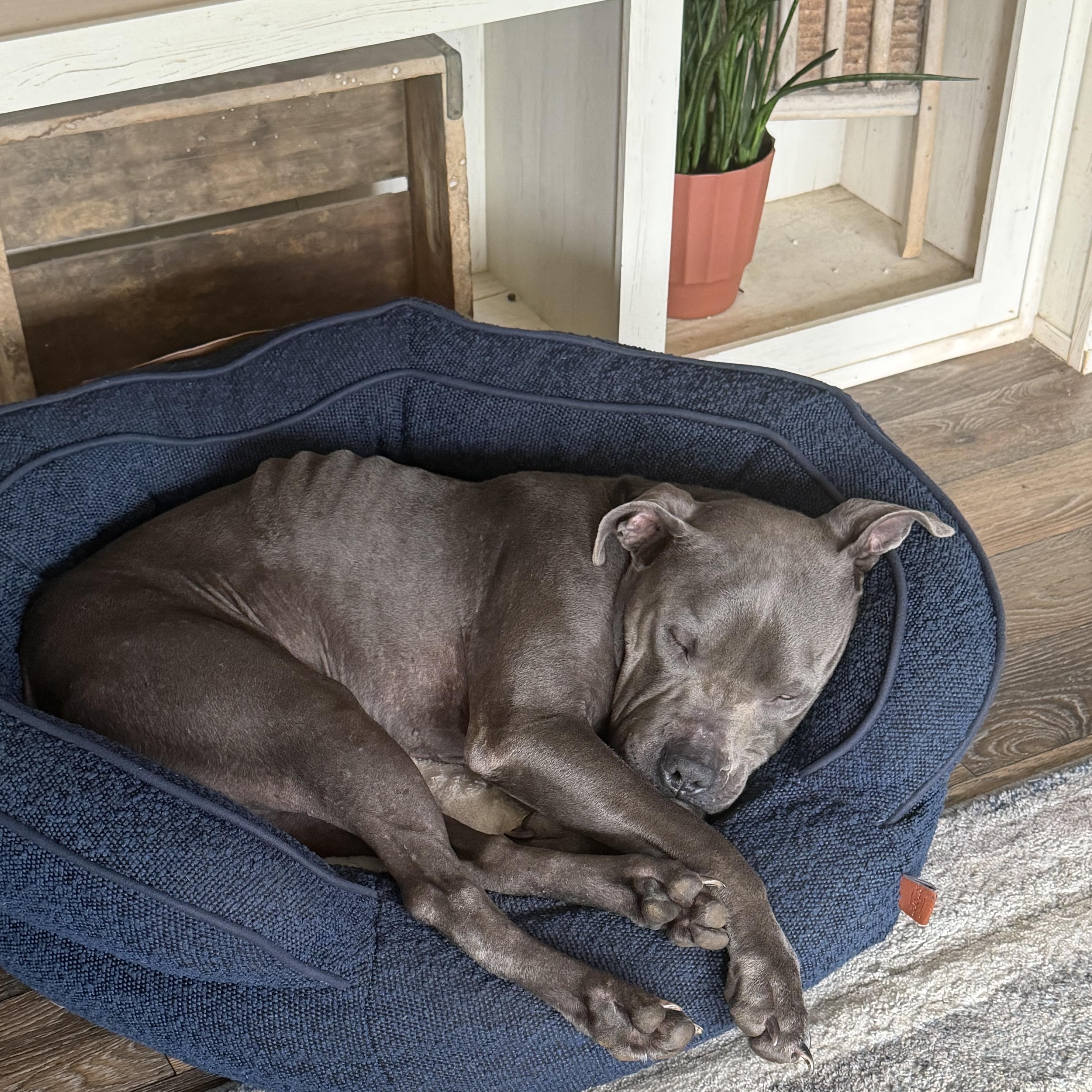 Enlarge Cricket, a Adoptable mixed breed in Woburn, MA image 5/6