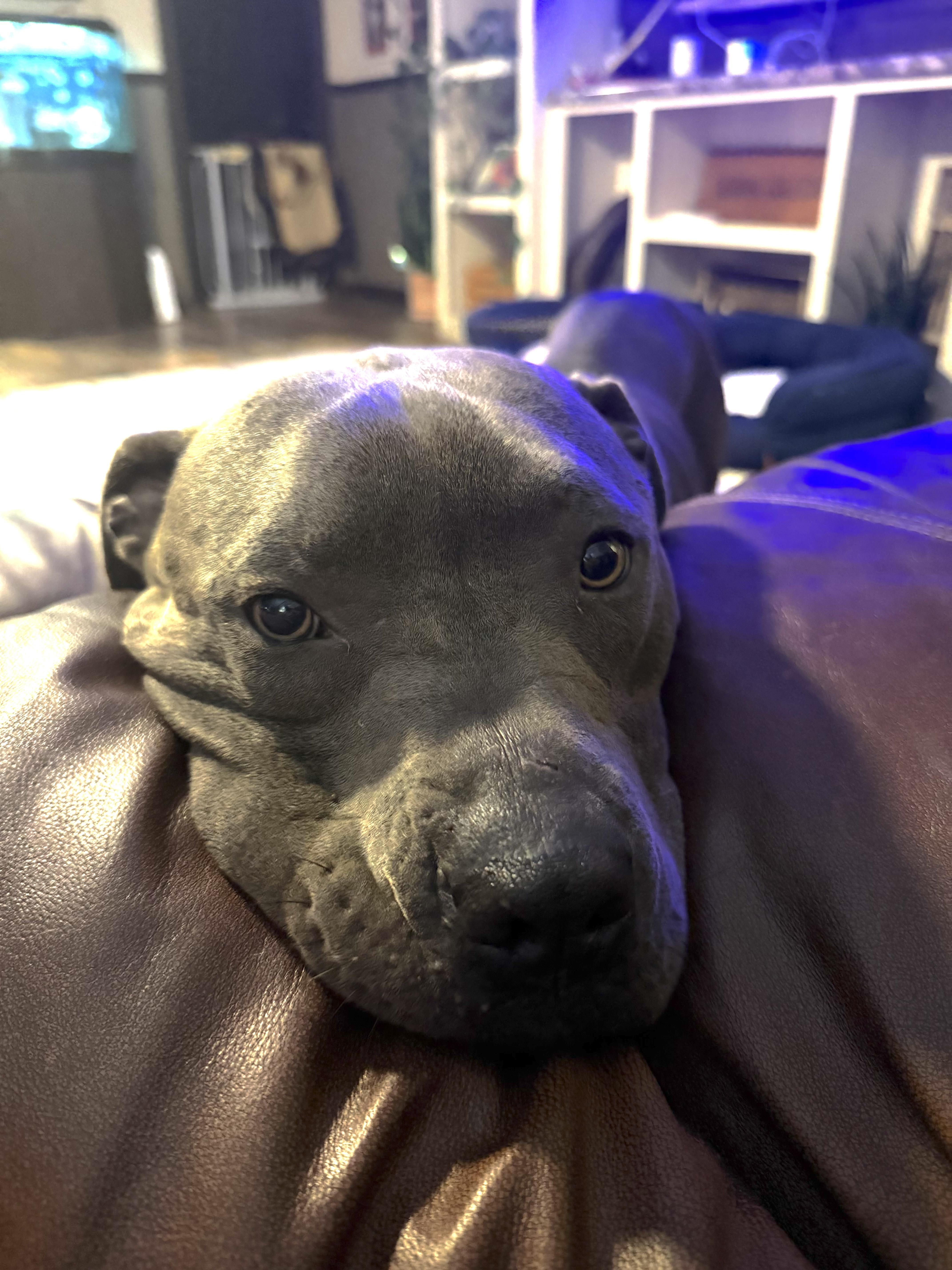 Enlarge Cricket, a Adoptable mixed breed in Woburn, MA image 2/6