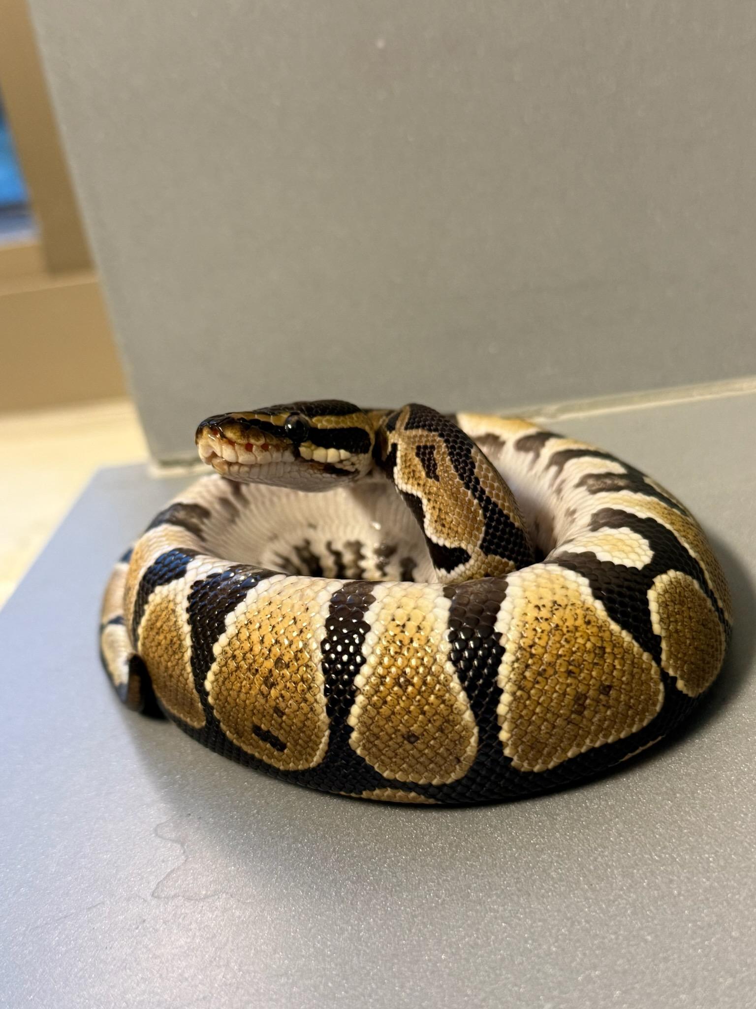Enlarge Orion (ID 49543/4178), an adopted Ball Python in Manassas, VA image 1/1