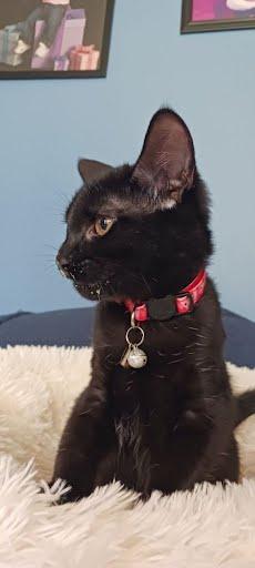 Enlarge Sugar, a Adoptable Domestic Short Hair in Avondale, PA image 1/1