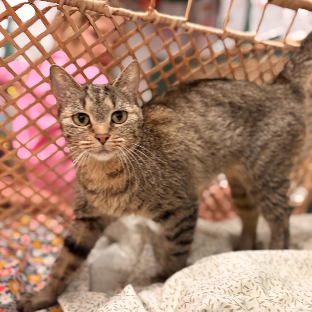 Calvin, Adoptable, Senior Male Domestic Short Hair.