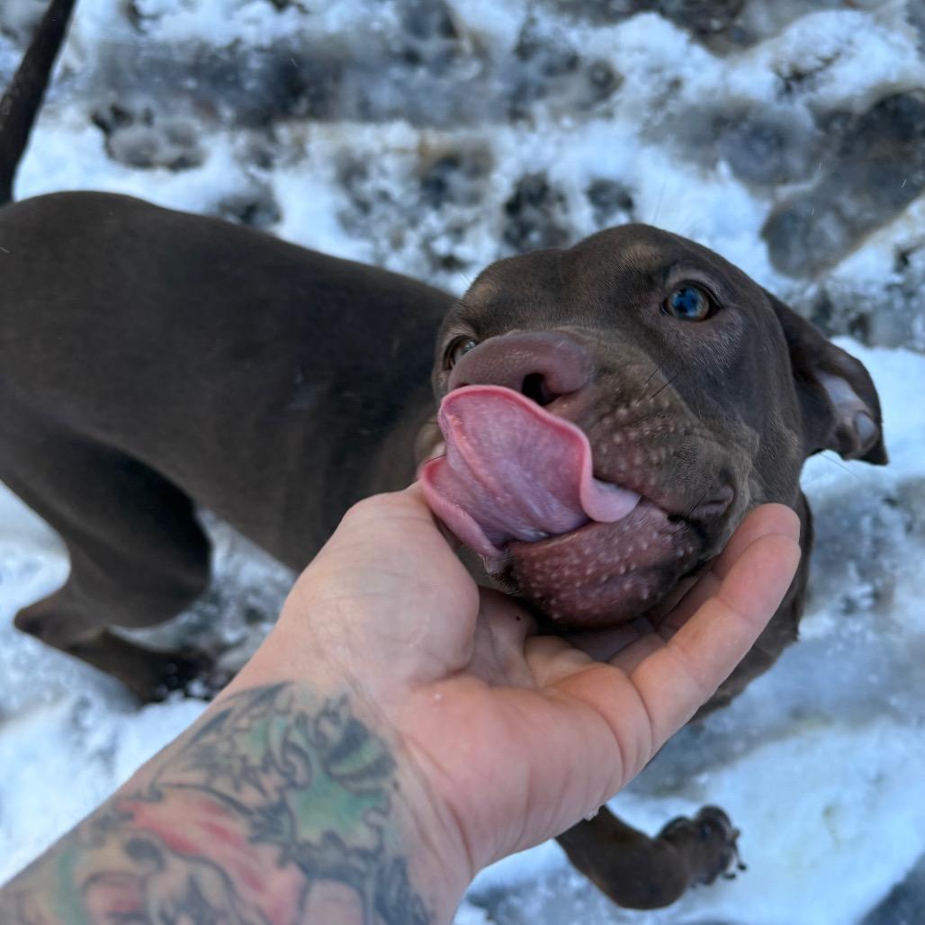 Mimzy, Adoptable, Young Female Catahoula Leopard Dog.