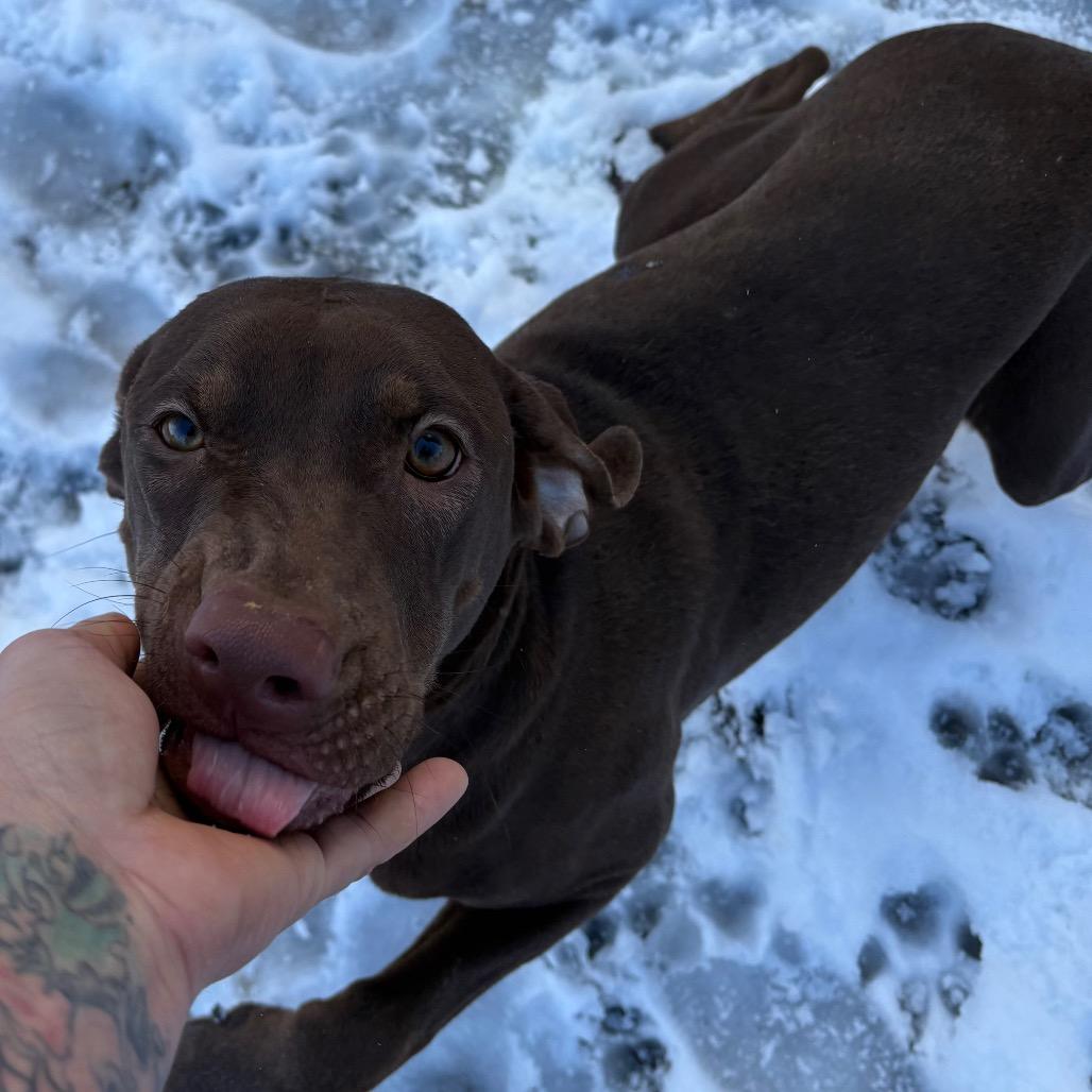 Enlarge Mimzy, a Adoptable Catahoula Leopard Dog in Lakehead, CA image 2/5
