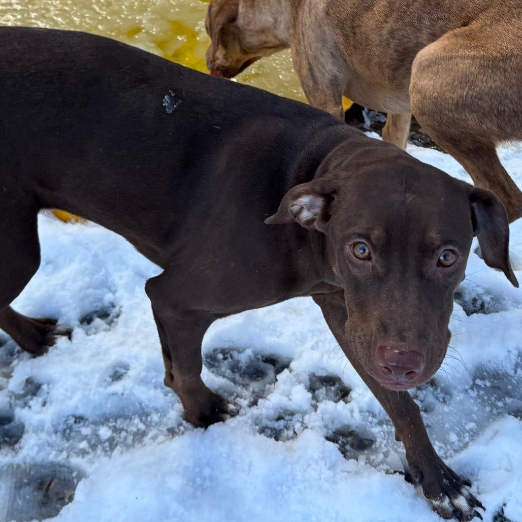 Enlarge Mimzy, a Adoptable Catahoula Leopard Dog in Lakehead, CA image 3/5