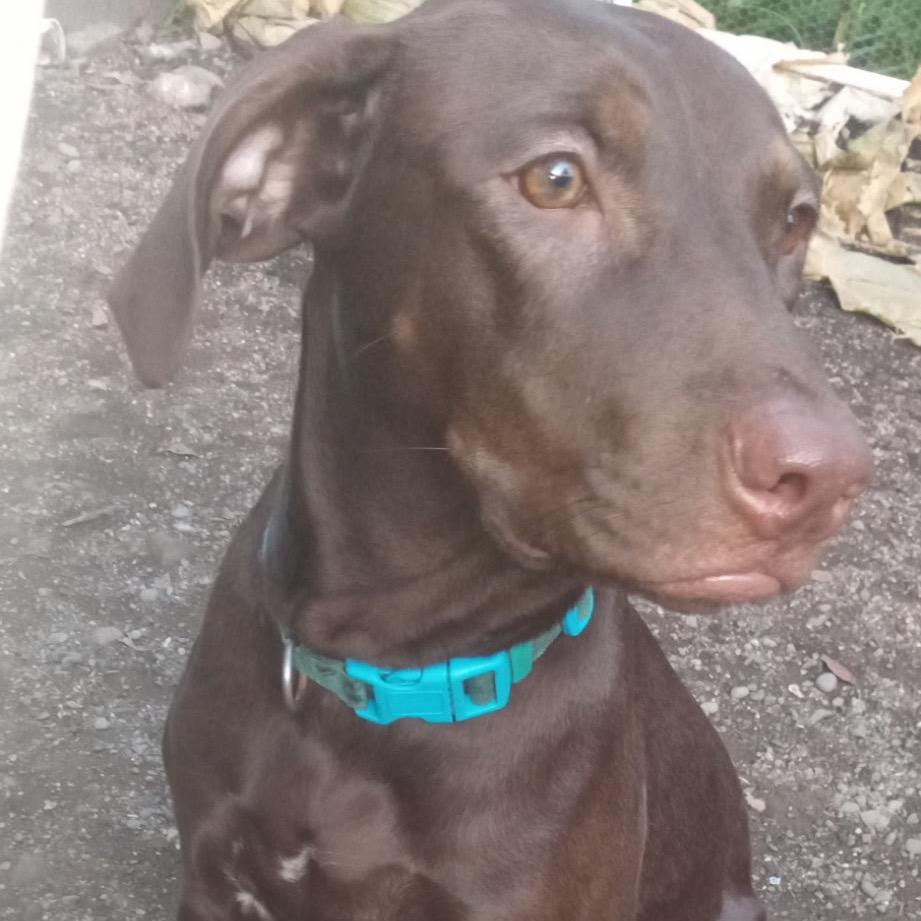 Enlarge Mimzy, a Adoptable Catahoula Leopard Dog in Lakehead, CA image 4/5