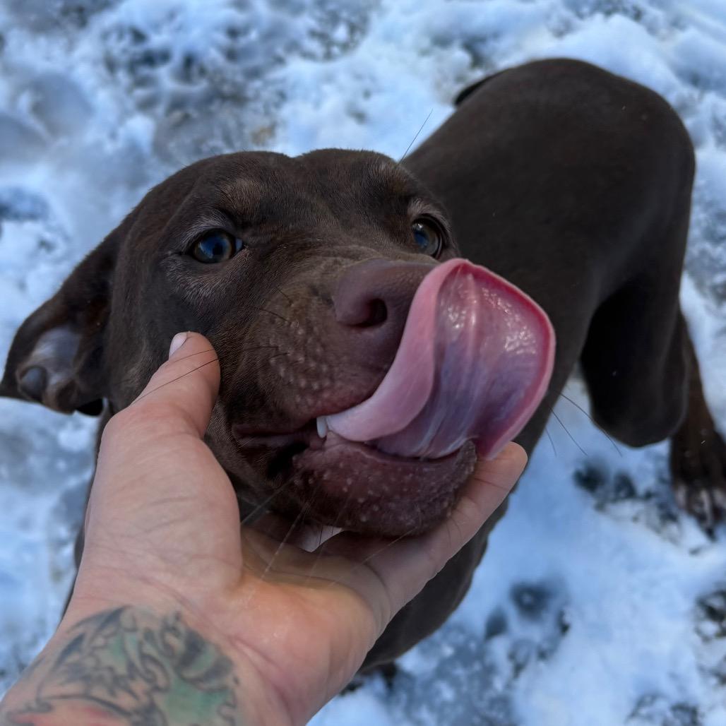 Enlarge Mimzy, a Adoptable Catahoula Leopard Dog in Lakehead, CA image 5/5