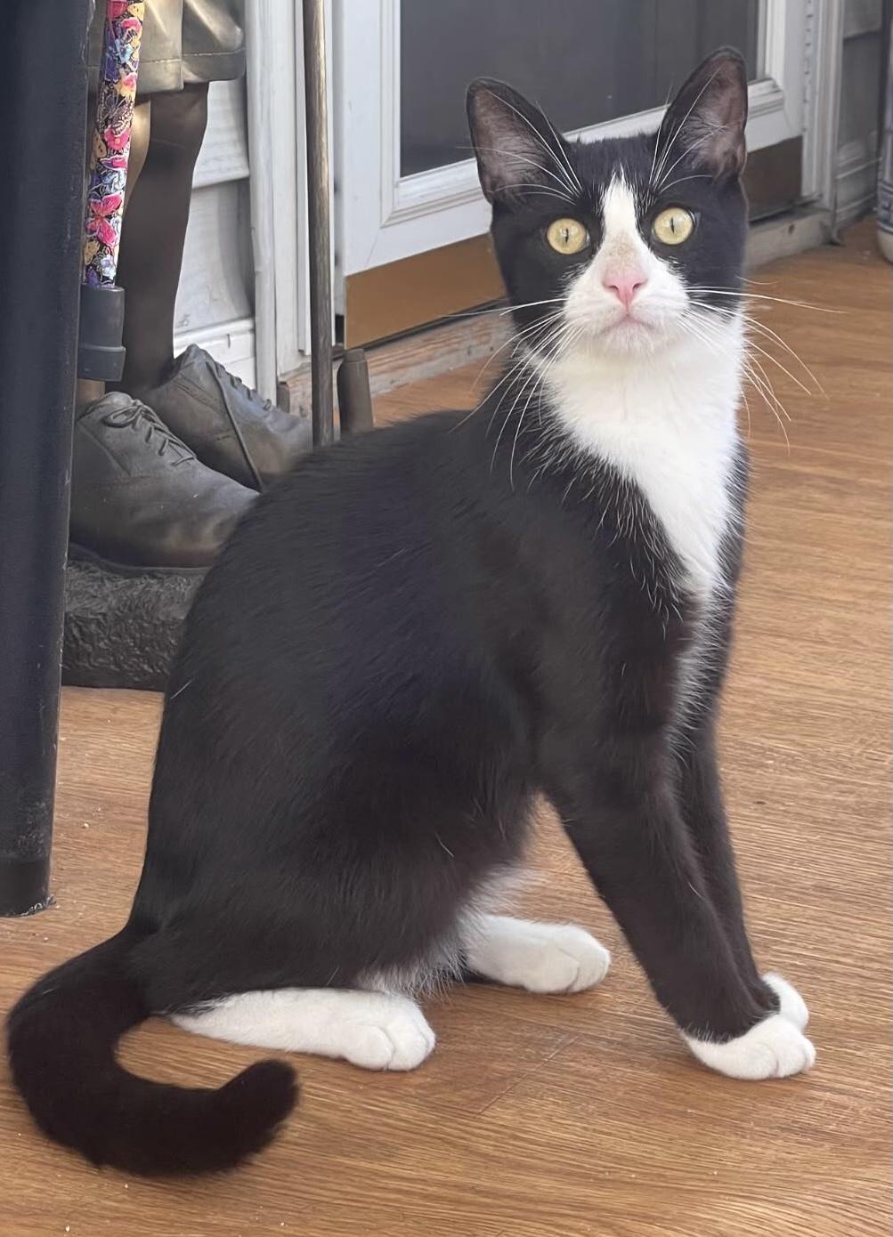 Gizmo - Adoptable Pet | Petfinder