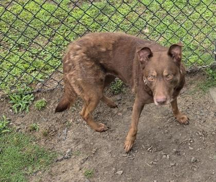 Maize (HW+), Adoptable, Young Female Labrador Retriever & Australian Kelpie.
