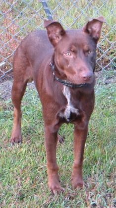 Enlarge Maize (HW+), a Adoptable mixed breed in Conway, SC image 1/3