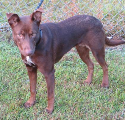 Maize (HW+), Adoptable, Young Female Labrador Retriever & Australian Kelpie.