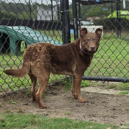 Maize (HW+), a Adoptable mixed breed in Conway, SC image 2/3