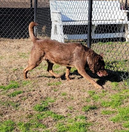 Enlarge Maize(HW+), a Adoptable mixed breed in Conway, SC image 3/3