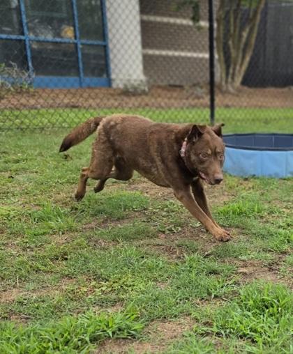 Maize (HW+), a Adoptable mixed breed in Conway, SC image 3/3