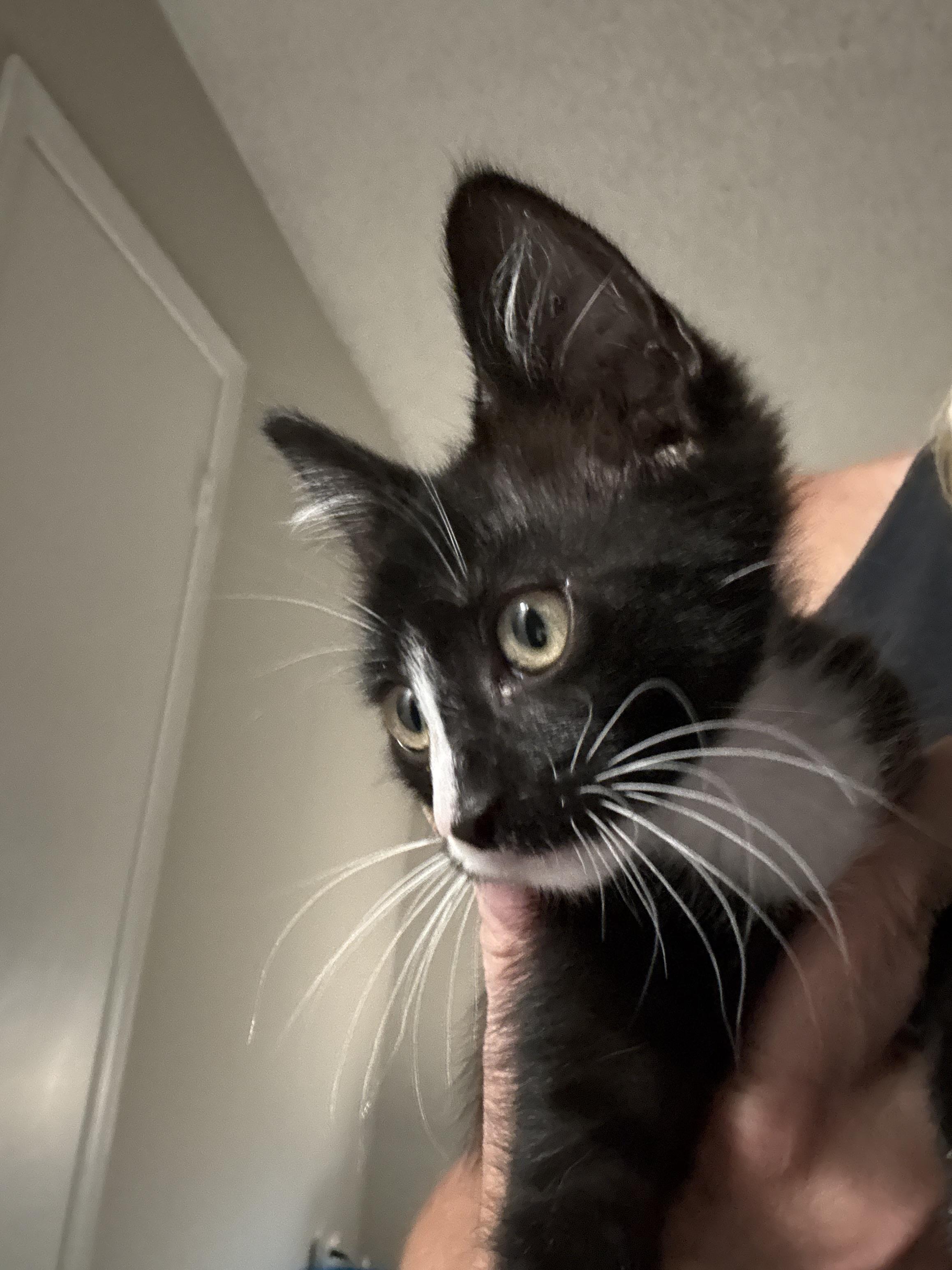 Enlarge Mu, an adopted Domestic Short Hair in Norwood, MA image 3/4