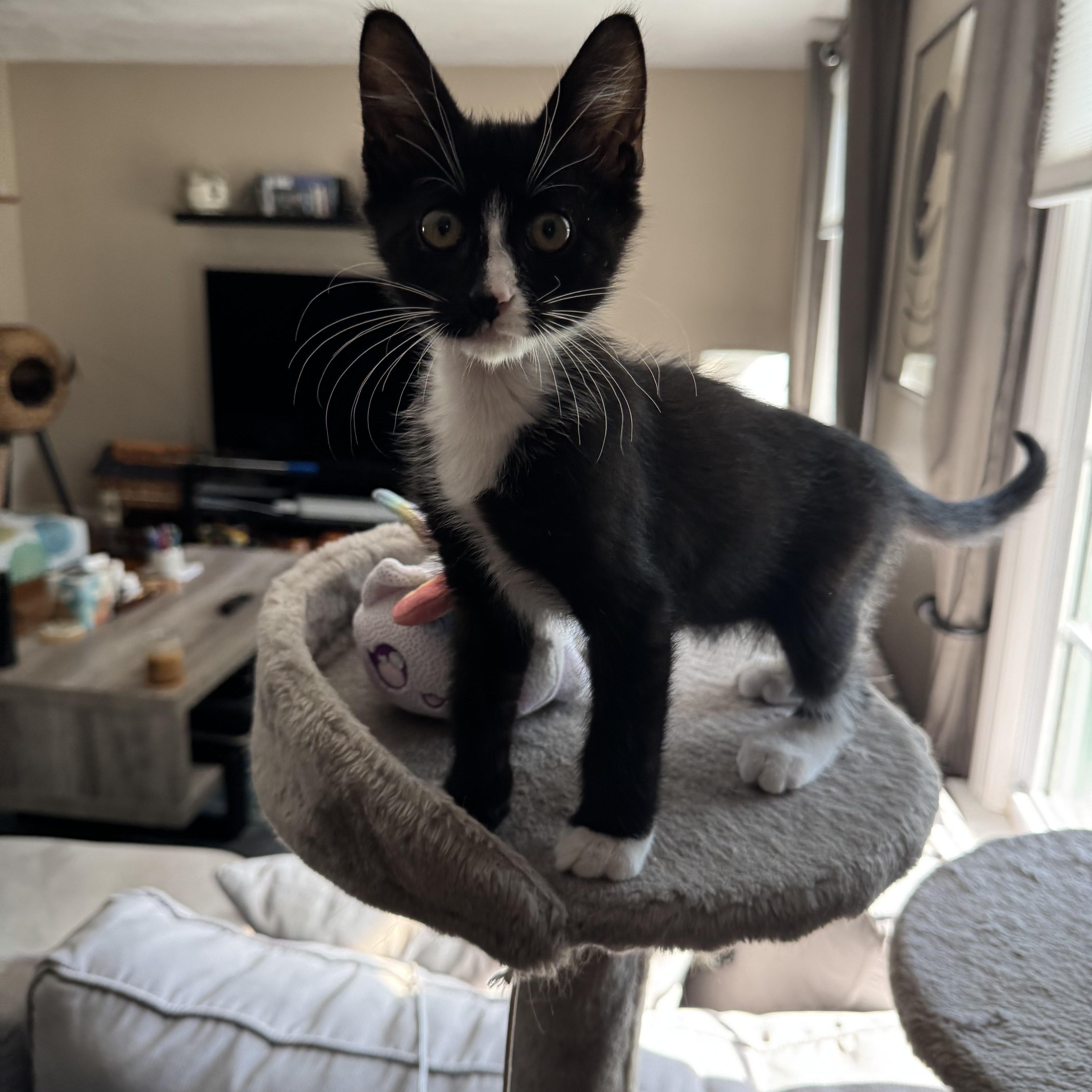 Enlarge Mu, an adopted Domestic Short Hair in Norwood, MA image 1/4