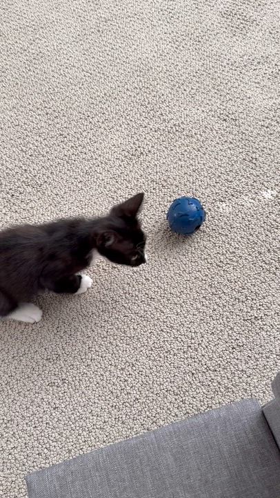 Enlarge Mu, an adopted Domestic Short Hair in Norwood, MA video 4/4