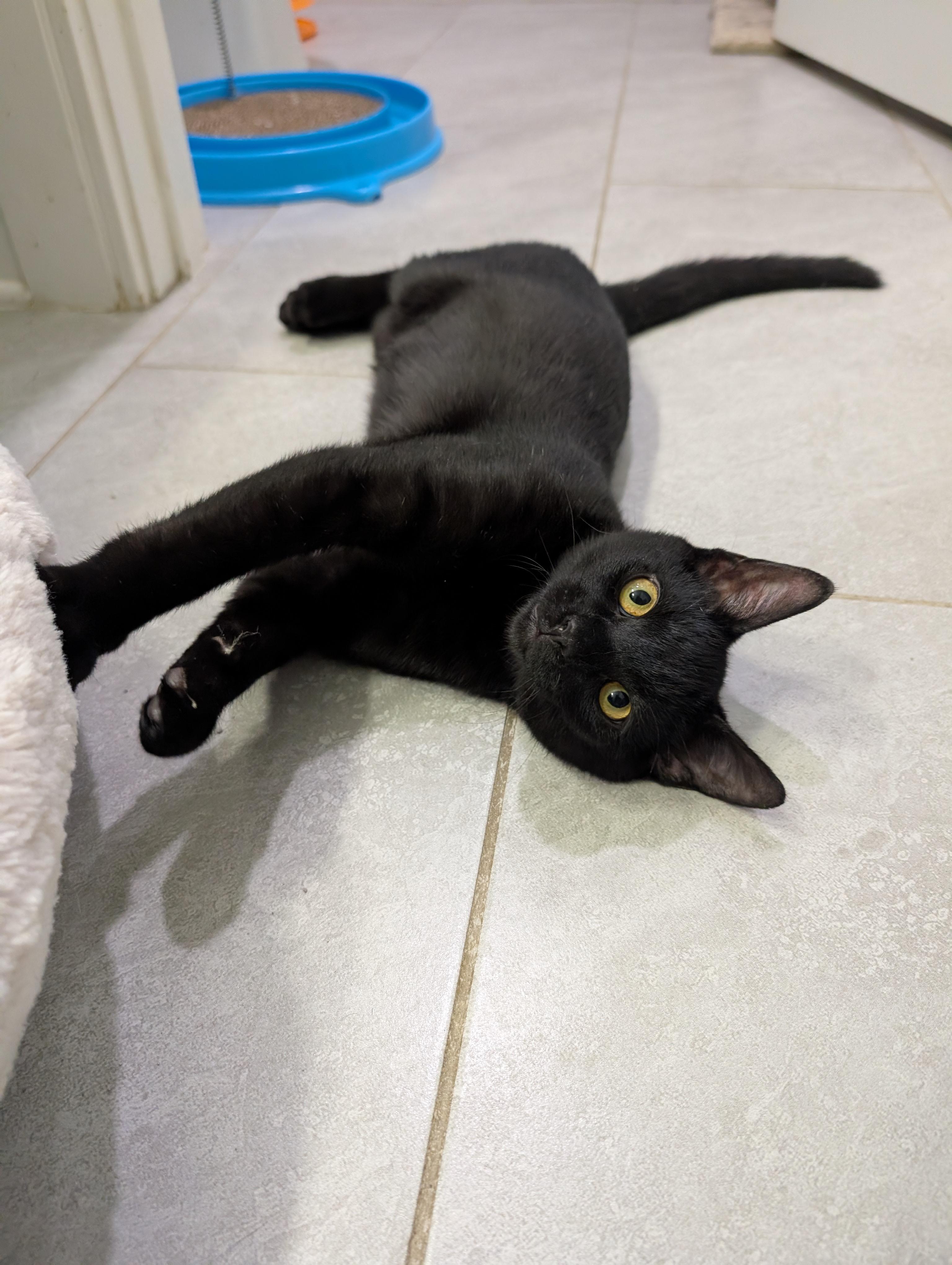 Enlarge Jet, a Adoptable Domestic Short Hair in Fuauay Varina, NC image 1/1