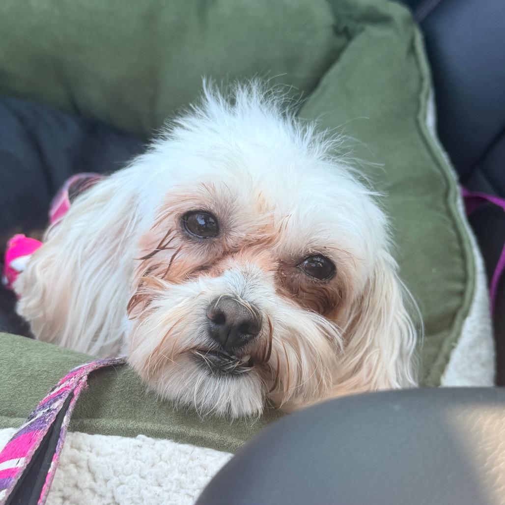 Enlarge Pearl, a Adoptable mixed breed in St. Charles, MO image 1/5