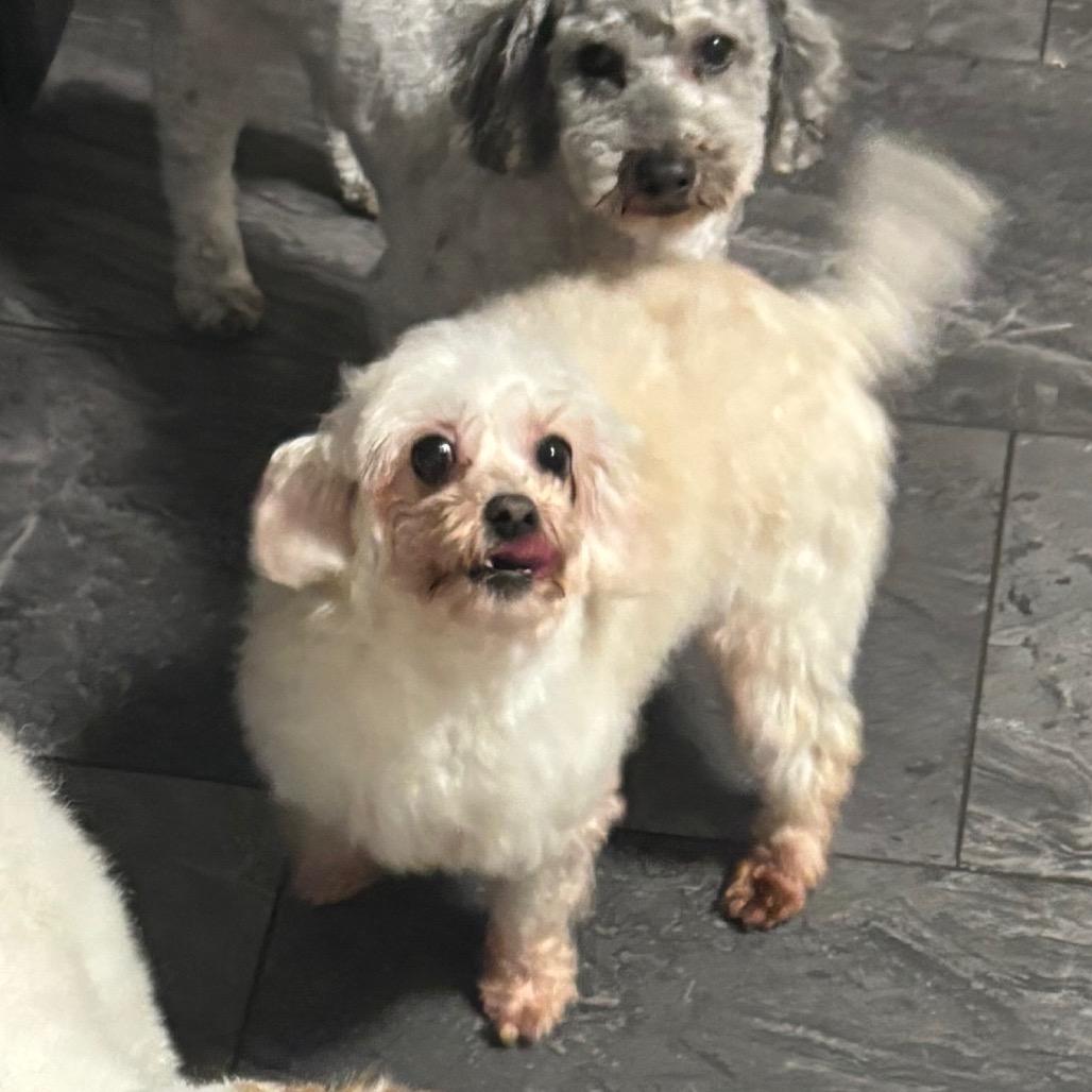 Pearl, Adoptable, Adult Female Maltese & Poodle.