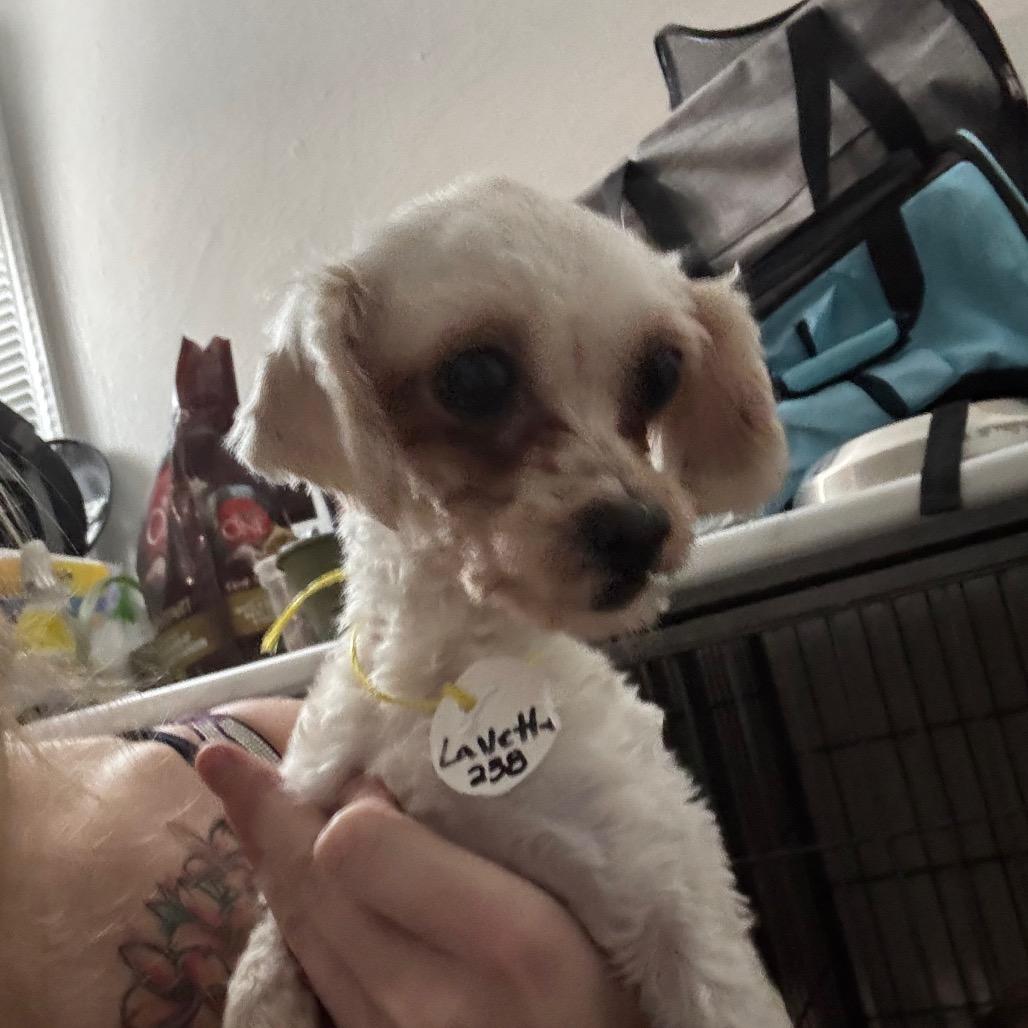 Pearl, Adoptable, Adult Female Maltese & Poodle.