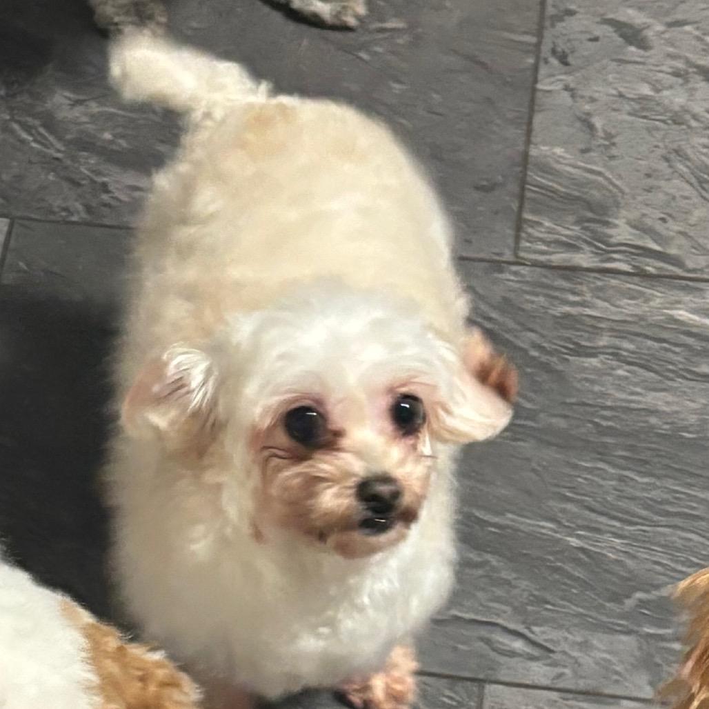 Enlarge Pearl, a Adoptable mixed breed in St. Charles, MO image 2/3