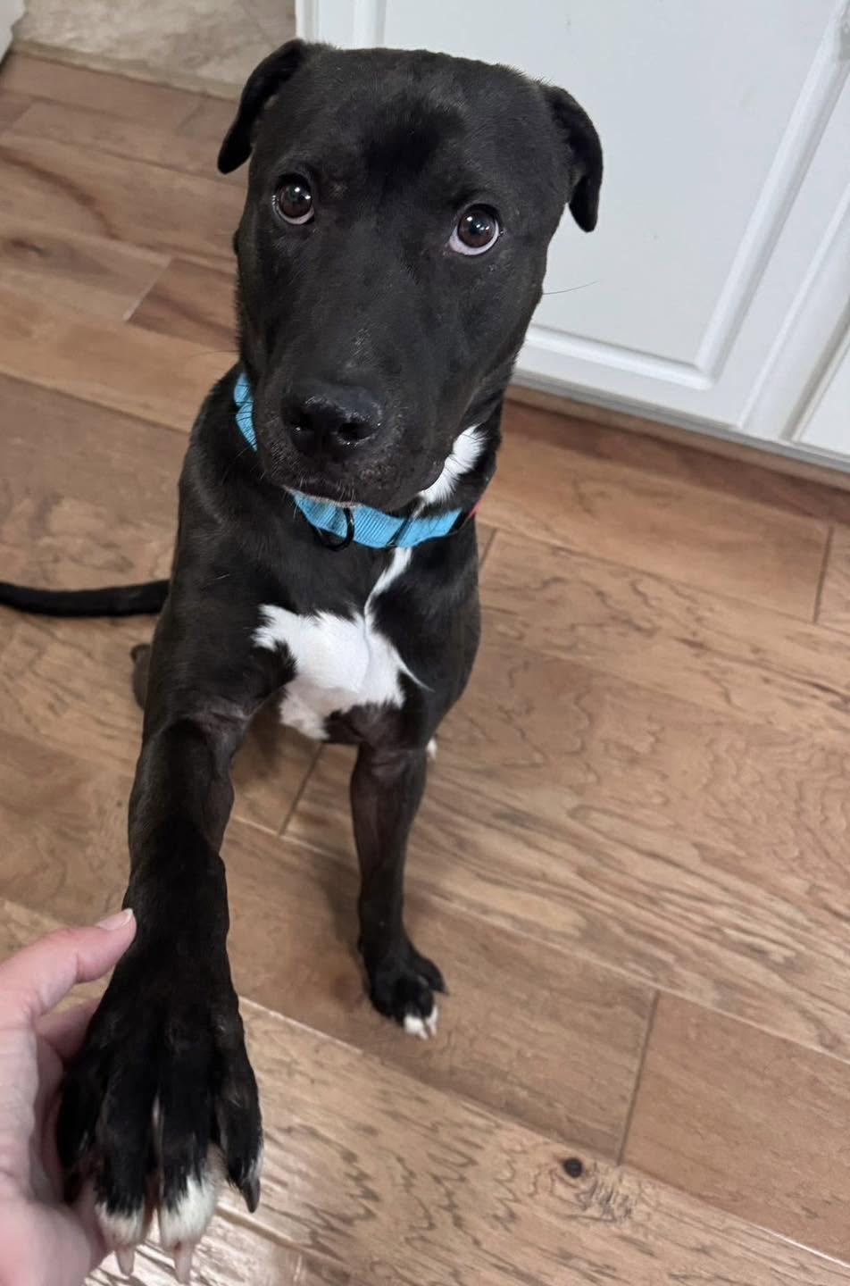 Enlarge Rhett ( super affectionate, house trained, crate trained, friendly), an adoptable mixed breed in Council Bluffs, IA image 5/6