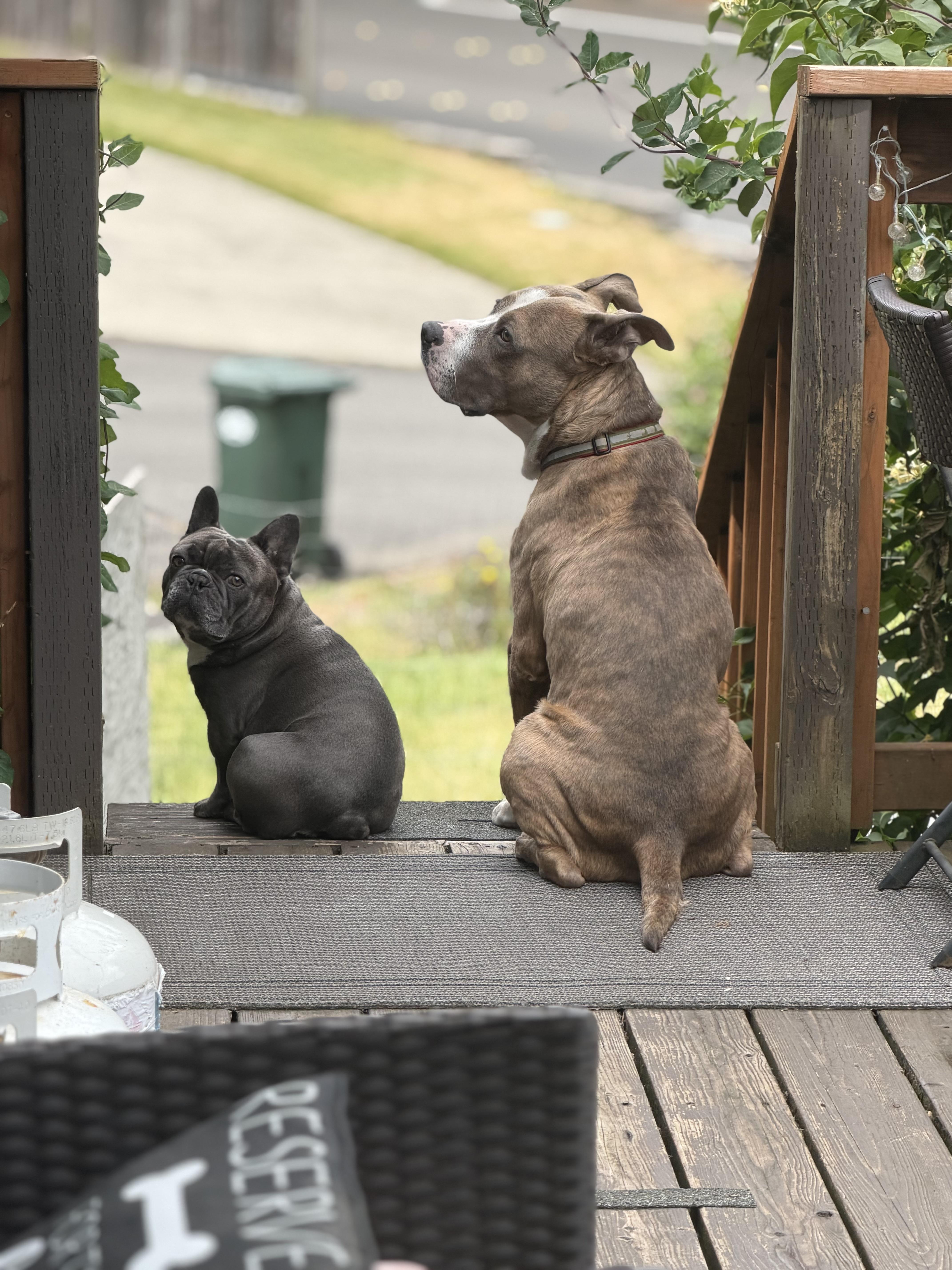 Zazu, a Adoptable mixed breed in Port Angeles, WA image 6/6