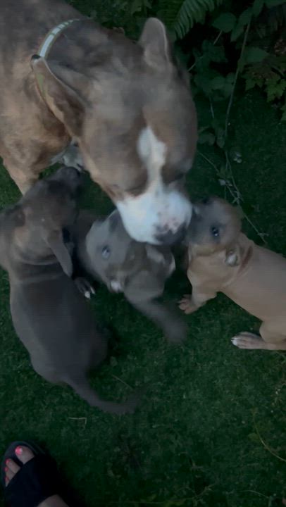 Enlarge Zazu, a Adoptable mixed breed in Port Angeles, WA video 4/6