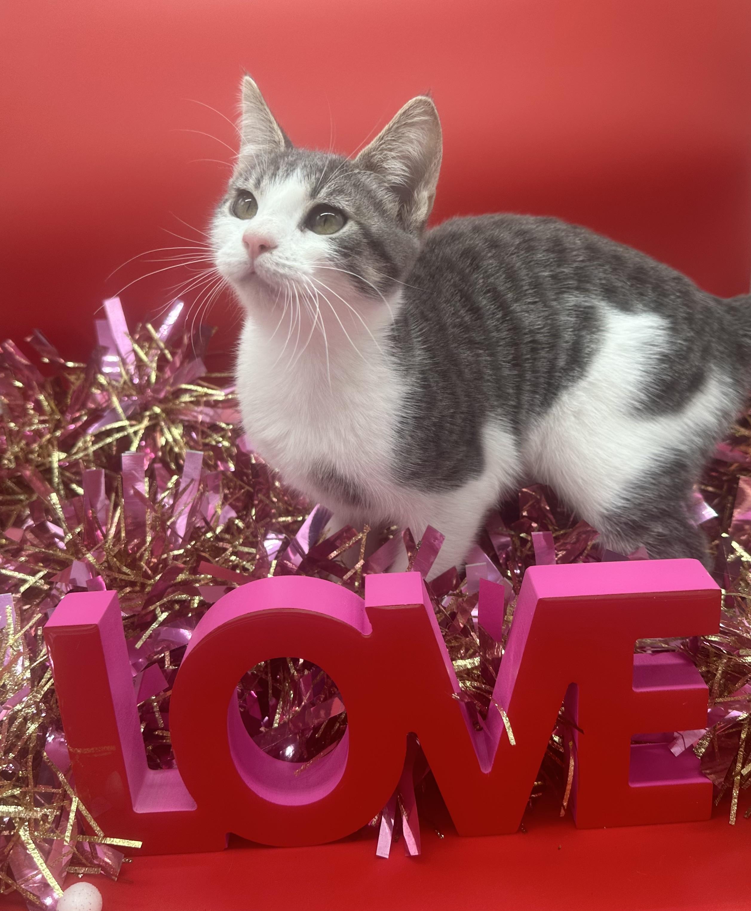 Wynter (Willow), a ADOPTABLE Domestic Short Hair in HUNTINGTON BEACH, CA image 5/6