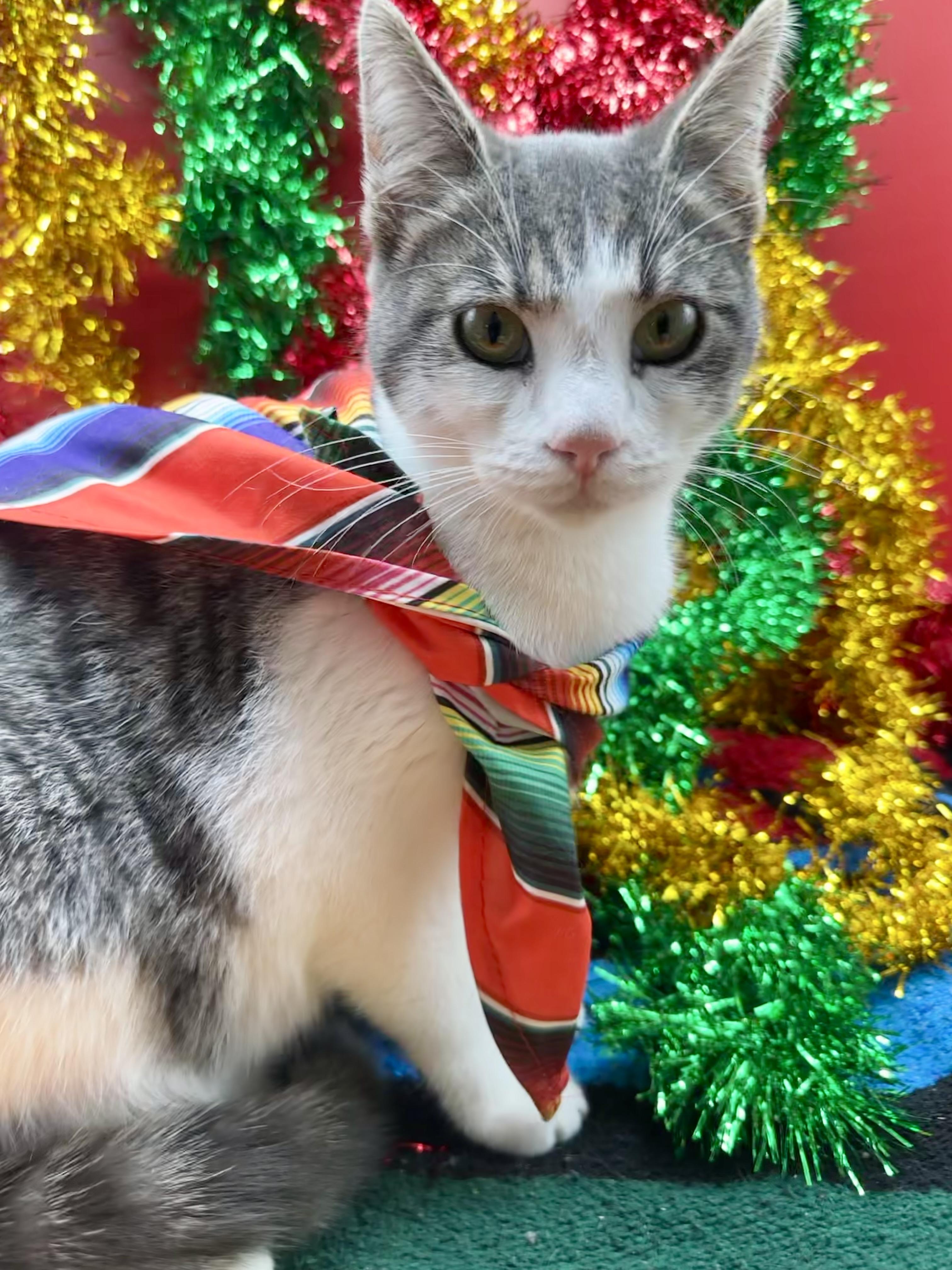 Wynter (Willow), a ADOPTABLE Domestic Short Hair in HUNTINGTON BEACH, CA image 1/6