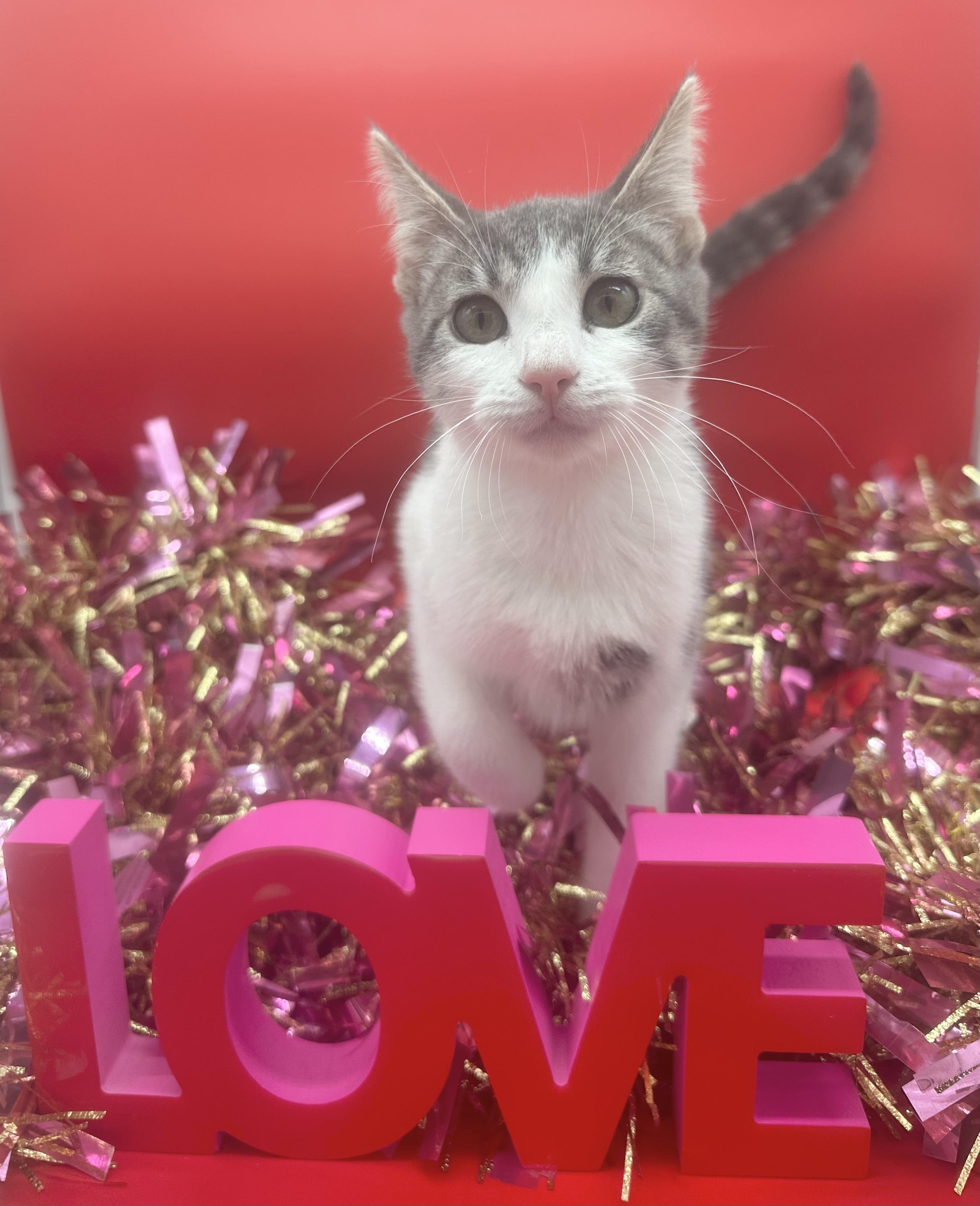 Wynter (Willow), ADOPTABLE, Kitten Female Domestic Short Hair.