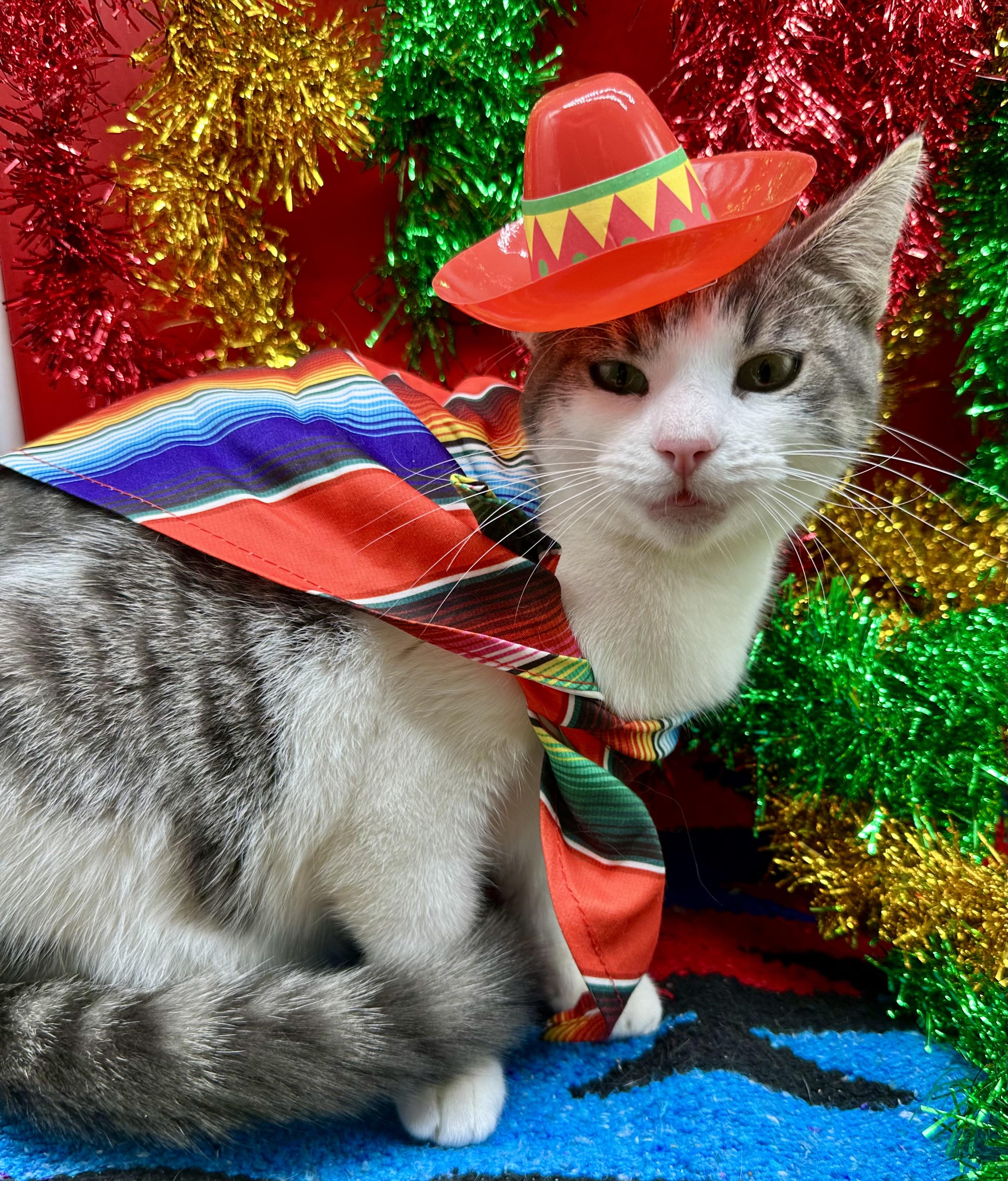 Wynter (Willow), a ADOPTABLE Domestic Short Hair in HUNTINGTON BEACH, CA image 2/6