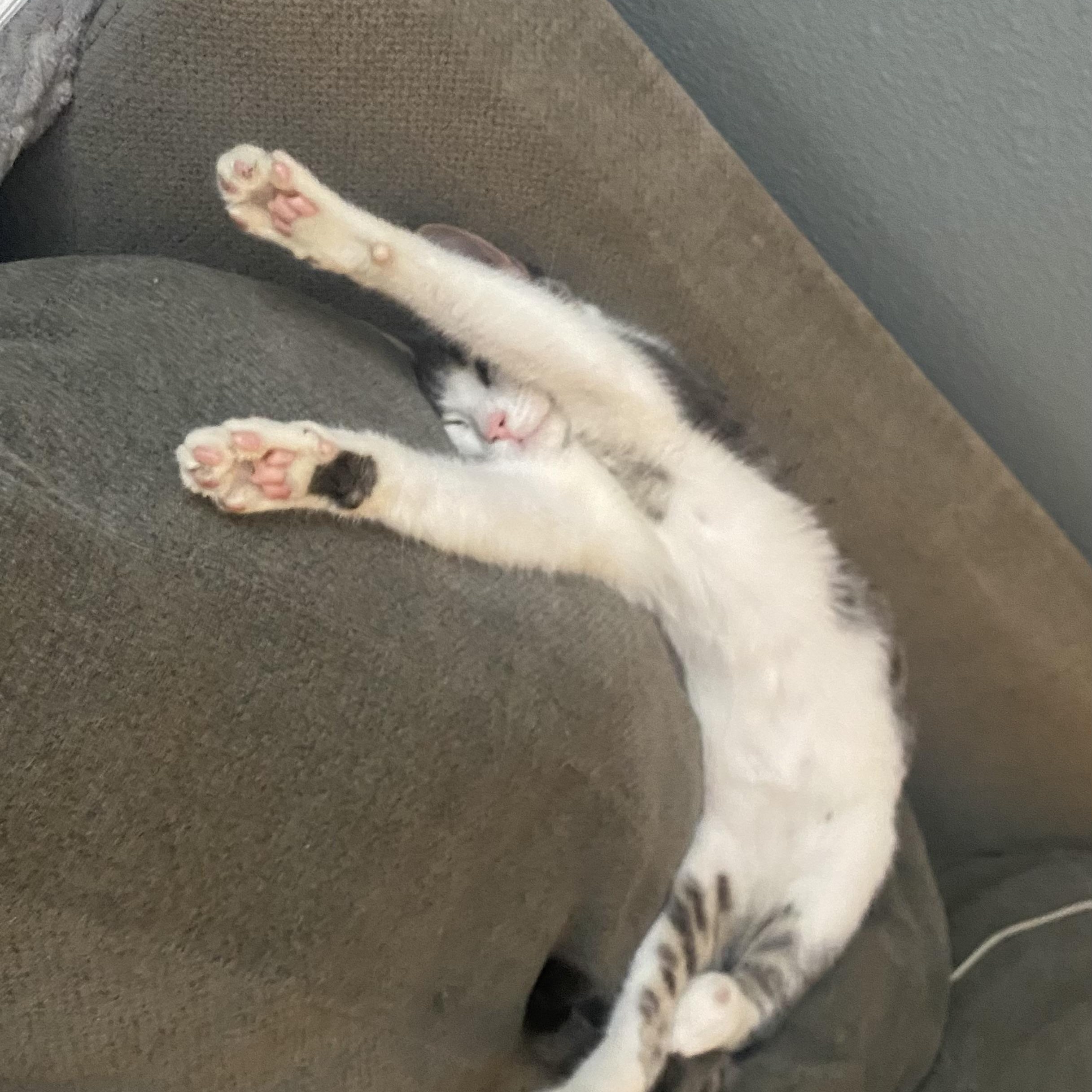 Wynter (Willow), a ADOPTABLE Domestic Short Hair in HUNTINGTON BEACH, CA image 4/6