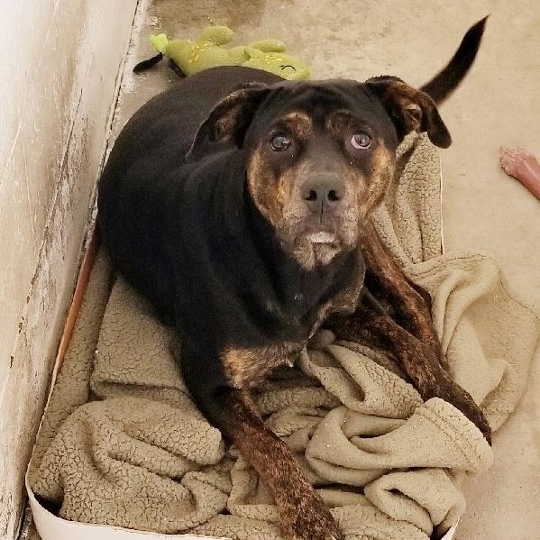 BRONSON, Adoptable, Adult Male Rottweiler.