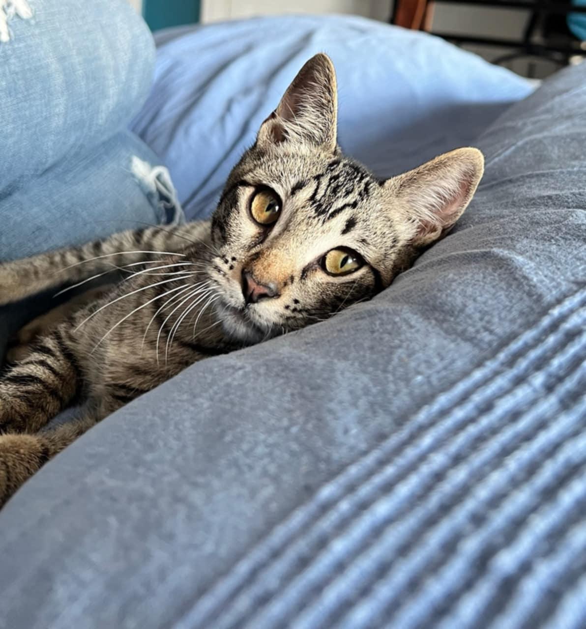 Pixie, Rosy and Barnacle, a Adoptable Domestic Short Hair in Grafton, MA image 5/6