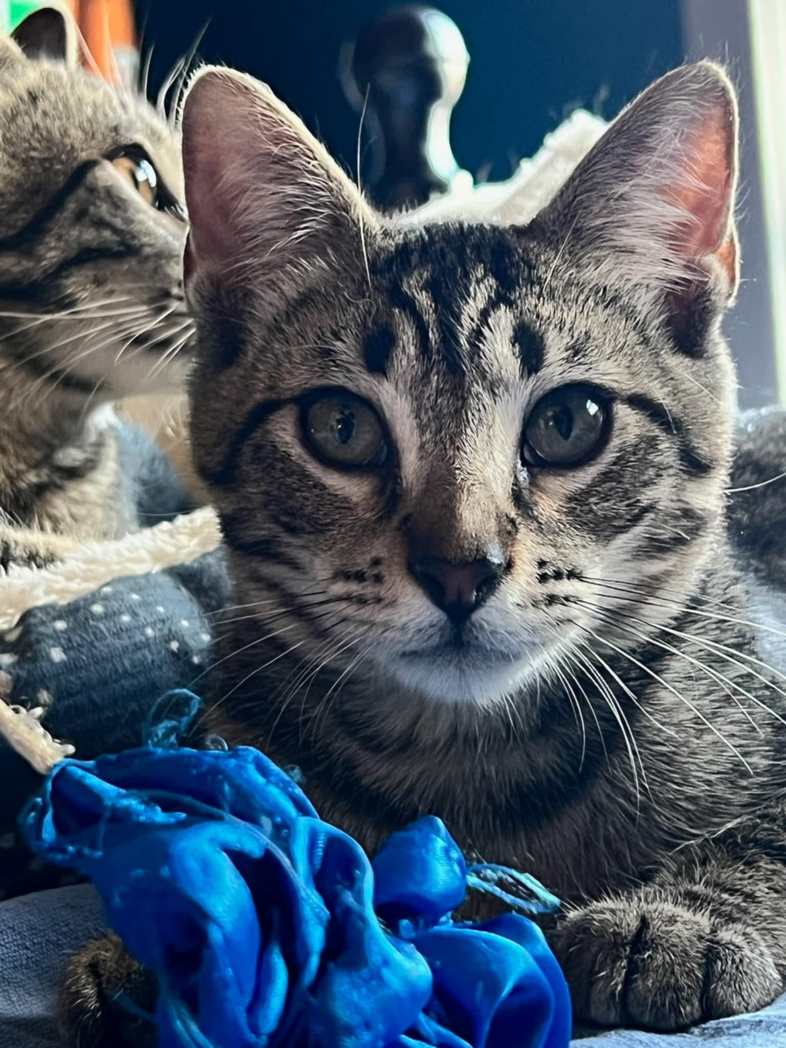 Pixie, Rosy and Barnacle