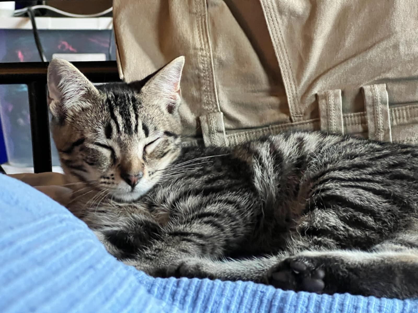 Pixie, Rosy and Barnacle, a Adoptable Domestic Short Hair in Grafton, MA image 3/6