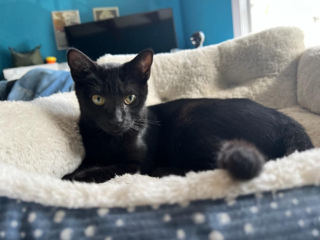 Pixie, Rosy and Barnacle, a Adoptable Domestic Short Hair in Grafton, MA image 4/6