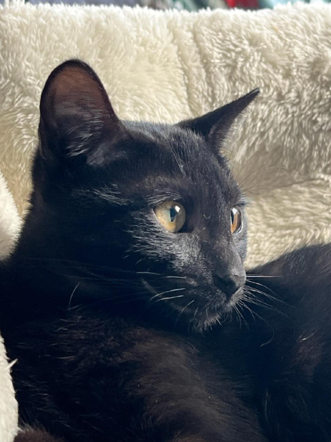 Pixie, Rosy and Barnacle, a Adoptable Domestic Short Hair in Grafton, MA image 6/6