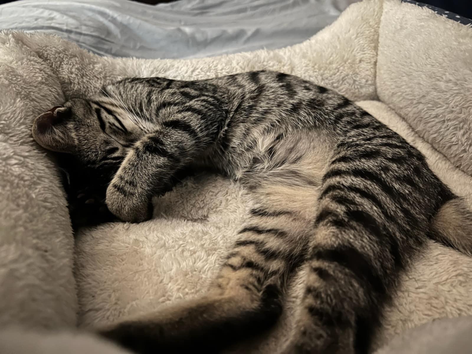 Pixie, Rosy and Barnacle, Adoptable, Young Female Domestic Short Hair.