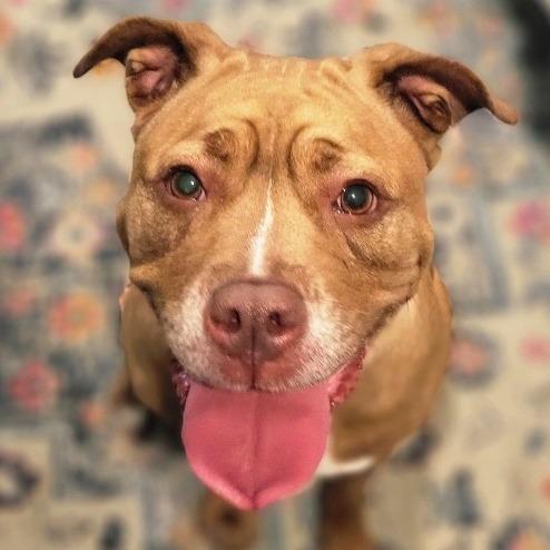 Penny, Adoptable, Adult Female Mixed Breed.