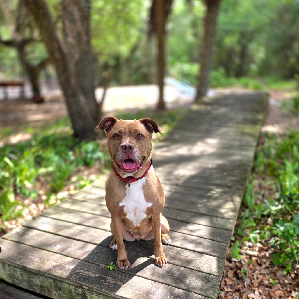 Enlarge Penny, a Adoptable Mixed Breed in Port Charlotte, FL image 2/6