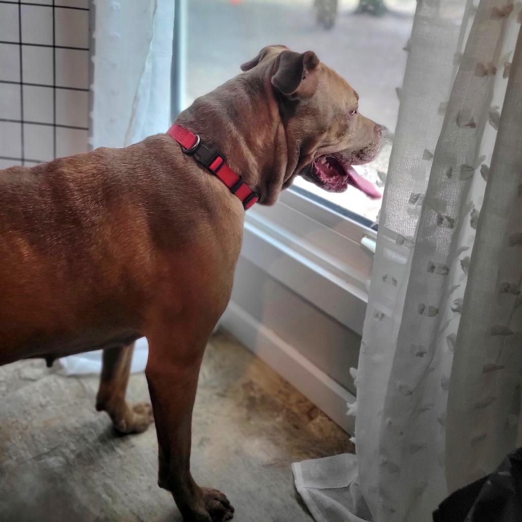 Penny, a Adoptable Mixed Breed in Port Charlotte, FL image 2/4