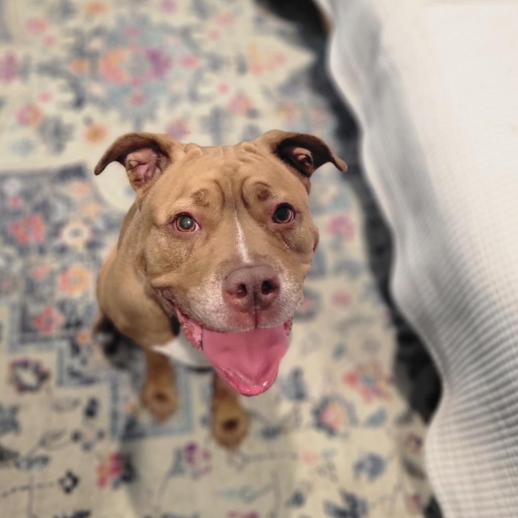 Penny, a Adoptable Mixed Breed in Port Charlotte, FL image 3/4