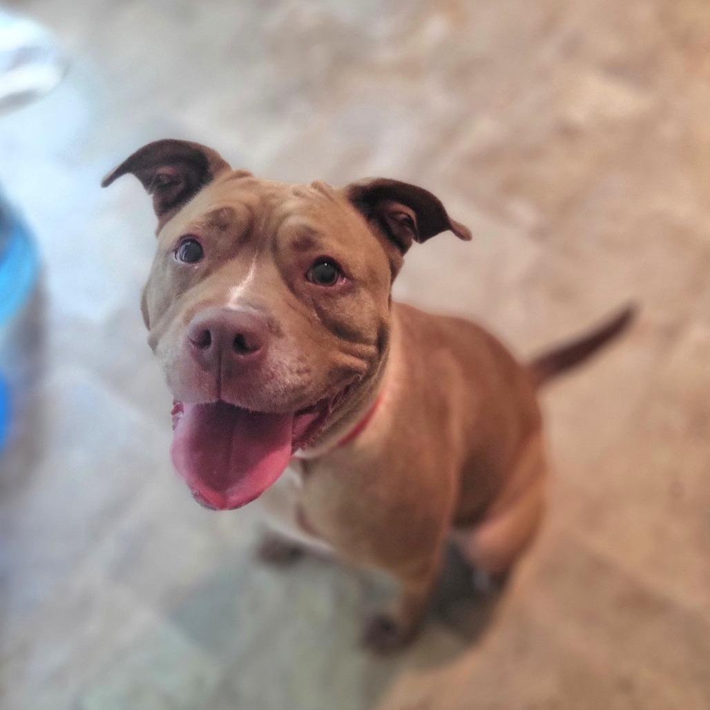 Penny, a Adoptable Mixed Breed in Port Charlotte, FL image 4/4