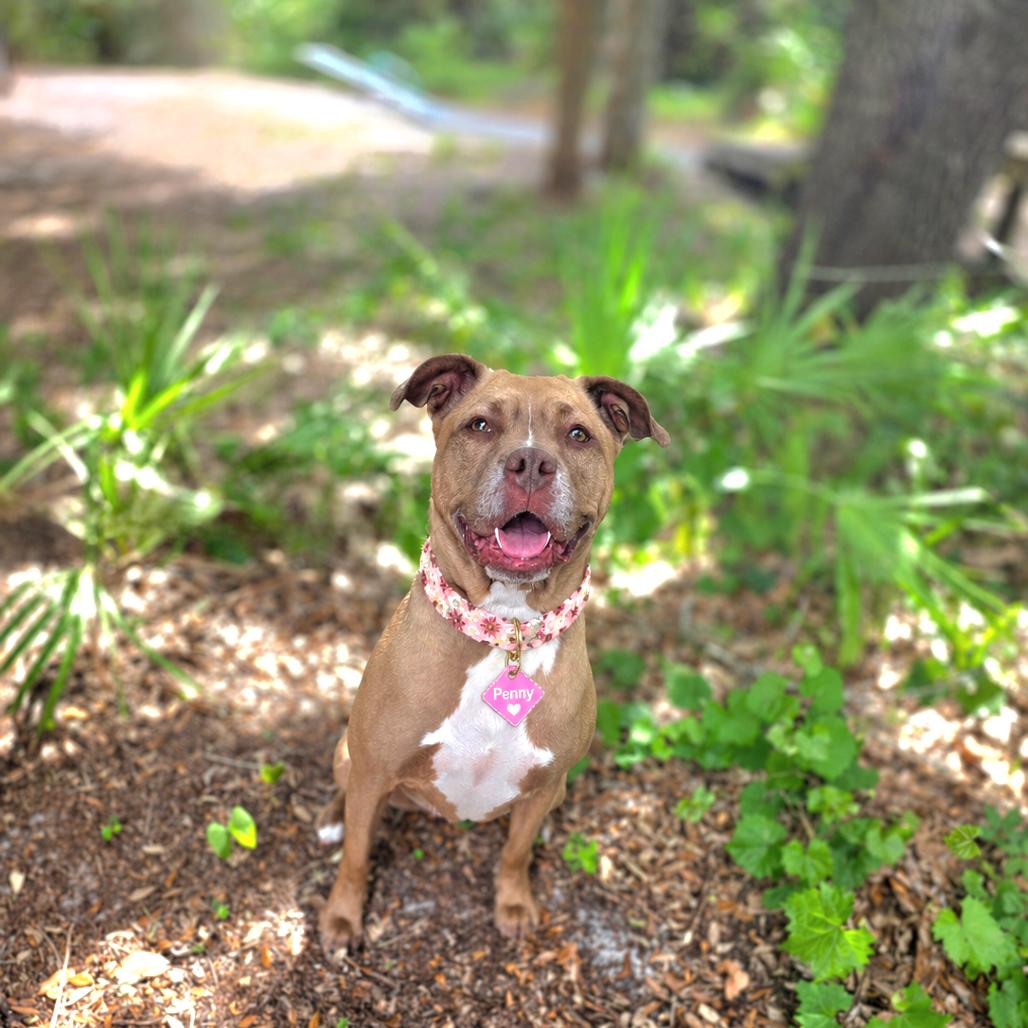 Enlarge Penny, a Adoptable Mixed Breed in Port Charlotte, FL image 6/6